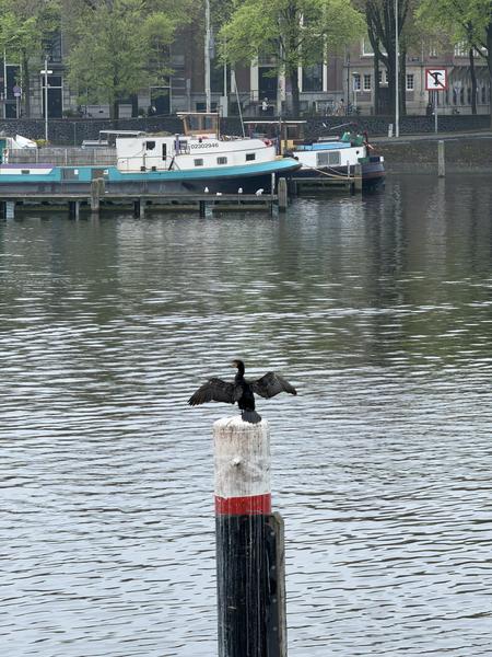 A Great Cormorant with outstretched wings perches atop a red and white mooring pole in the tranquil waters of Mr